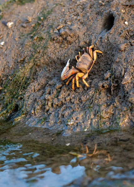 Meereskrabben Bei Ebbe — Stockfoto