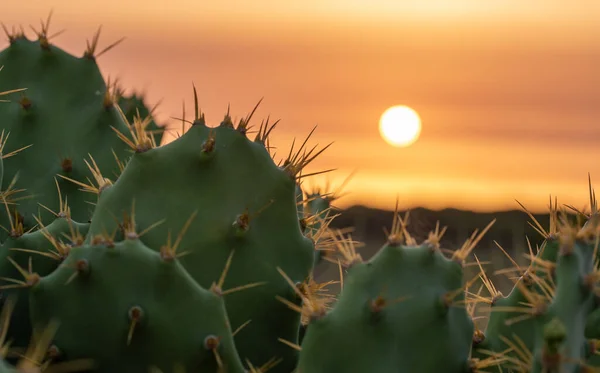 Kaktus Förgrunden Med Solnedgång Bakgrund — Stockfoto