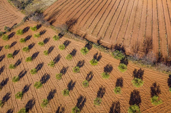 Aerial photography of plowed land, olive field