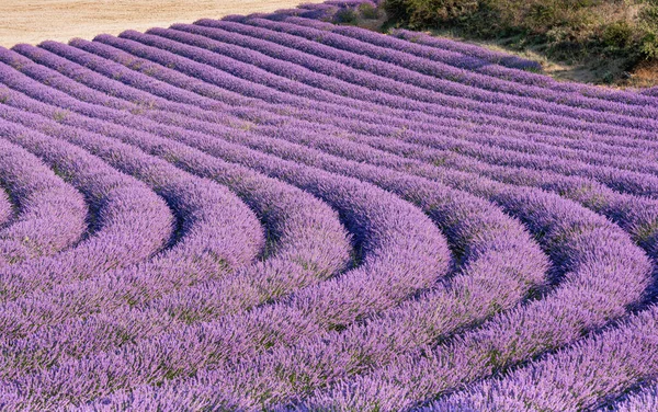 Lavendelblommornas Fält Skörd — Stockfoto