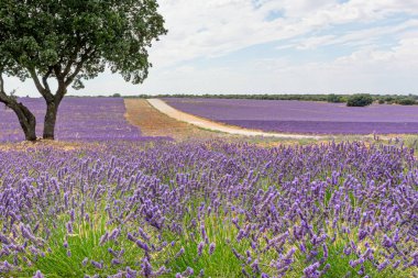 Lavanta çiçekleri, hasat.