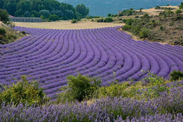 Campo Flores Lavanda Colheita — Fotografia de Stock