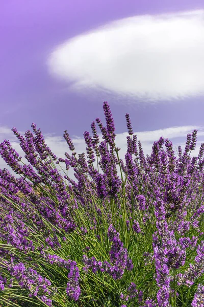 Närbild Lavendel Blomma Planterad Marken — Stockfoto