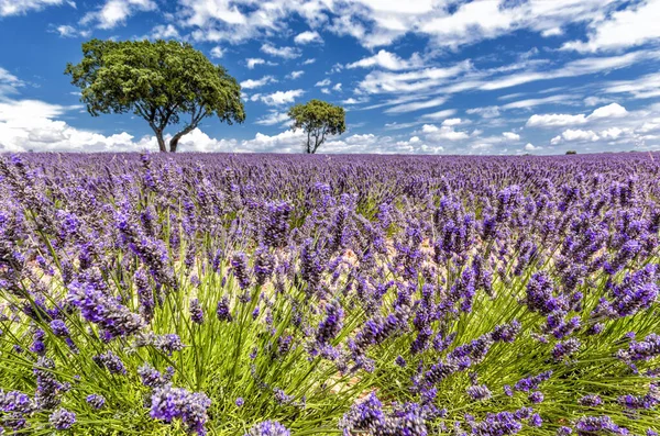 Lavendelblommornas Fält Skörd — Stockfoto