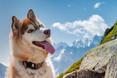 Doğadaki köpek, Alpler arka planı.