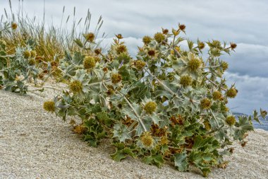 Eryngium maritimum, denizdeki Avrupa bitkisi