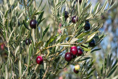 Meyveli zeytin ağacı, yağ hasadı.