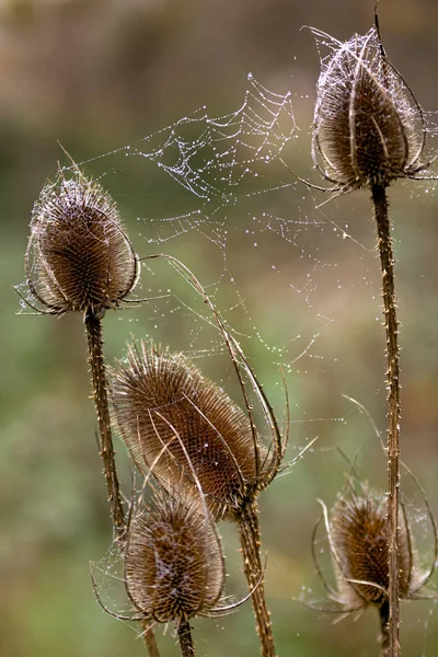 Cards with web and thorns