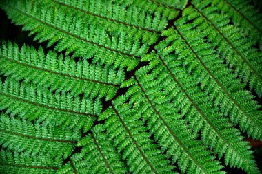 Yeşil eğreltiotu yaprağı