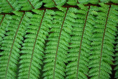 Yeşil eğreltiotu yaprağı