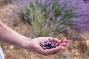 Eller lavanta çiçeğini gösteriyor