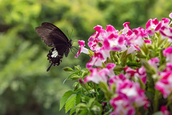 Papillon Noir Dans Une Plante Fleurs — Photo