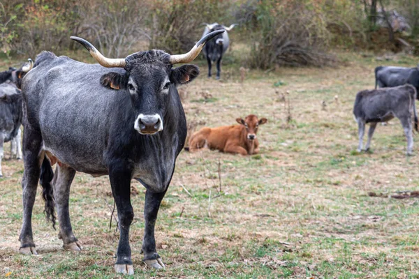 Cows Farm Looking Camera — Stock Photo, Image