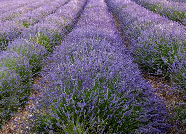 Colheita Campo Lavanda Cesta — Fotografia de Stock