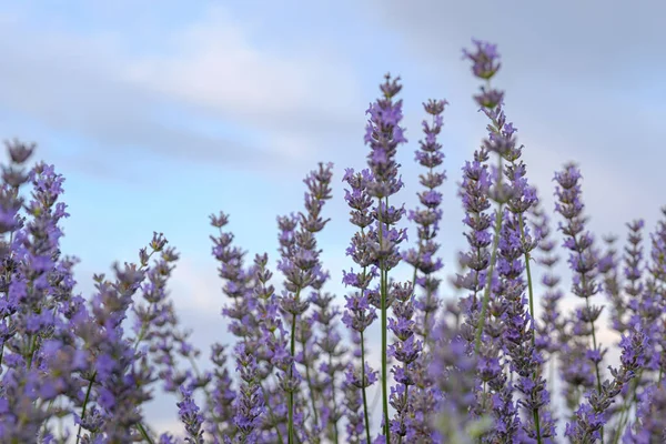 Flores Lavanda Con Cielo Nublado —  Fotos de Stock