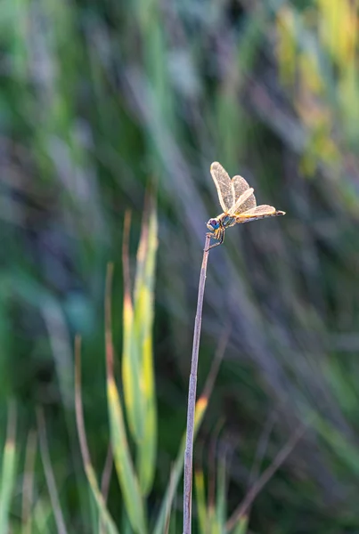 Dragonfly Perched Branch — Stock Photo, Image