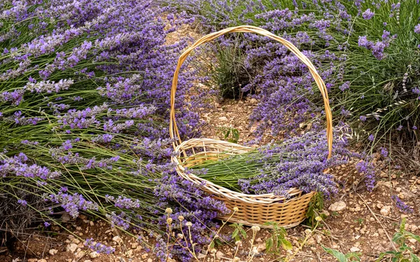 Fält Skörd Korg Lavendel — Stockfoto