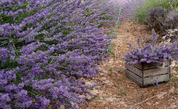 Fält Skörd Korg Lavendel — Stockfoto