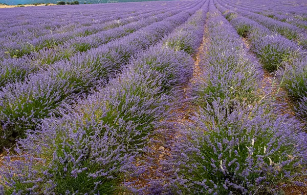 Cultivando Flores Lavanda Campo — Fotografia de Stock