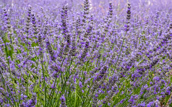 Odla Lavendel Blommor Fältet — Stockfoto