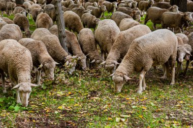 Otları yiyen koyun sürüsü