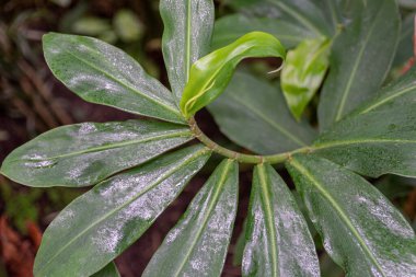 Yeşil sarmal bitki büyüyor.
