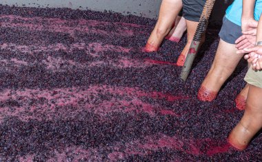 Farmers treading on grapes, wine aging process clipart