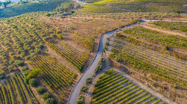 Panoramiczne Zdjęcie Pola Winnicy — Zdjęcie stockowe