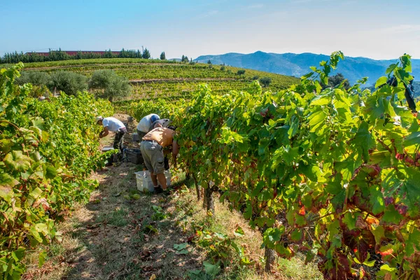 Agricoltori Alla Vendemmia Raccolta Uva Industria Vitivinicola — Foto Stock