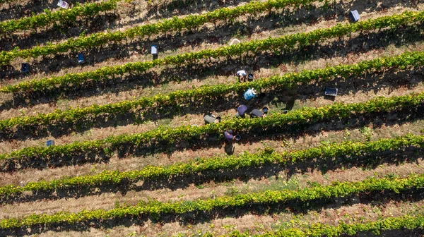 Agricultores Vendimia Recolectando Uvas Para Industria Vitivinícola — Foto de Stock