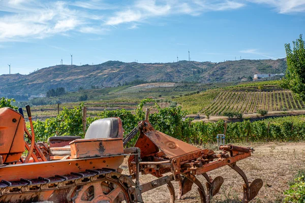 Şarap hasadı için üzüm bağları, Portekiz 'de üzüm bağları, şarap endüstrisi için ekilen topraklar.