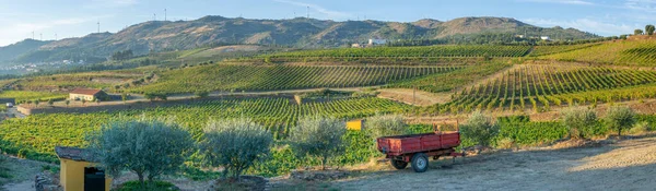 Terreni Coltivati Viti Vendemmia Vigneti Portogallo Industria Vinicola — Foto Stock