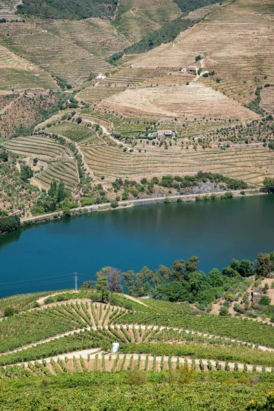 Ogromna Rozbudowa Winnic Nad Rzeką Douro — Zdjęcie stockowe