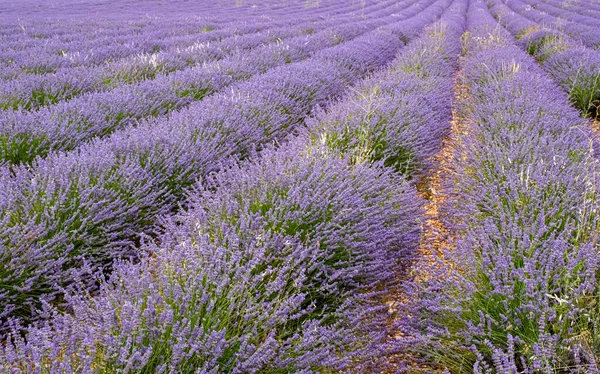 Odla Lavendel Blommor Fältet — Stockfoto
