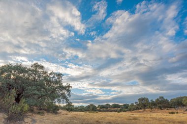 Ağaçlar ve kuru otlar arasındaki kırsalda gün batımı ya da gün doğumu, belirlenmiş güneş ışınları