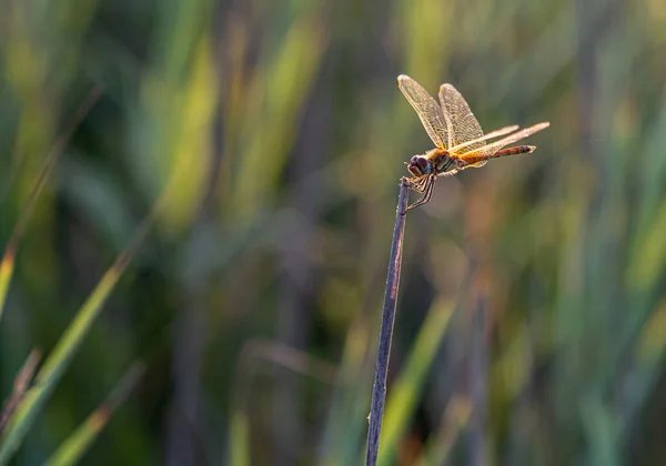 Dragonfly Perched Branch — Stock Photo, Image