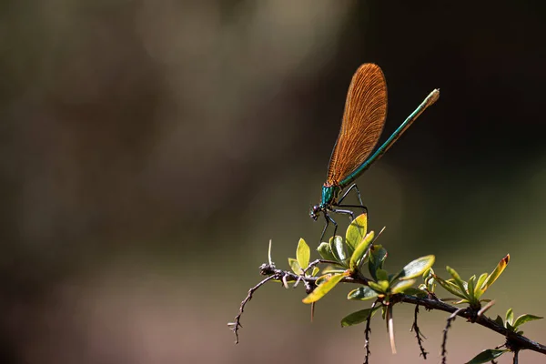 Dragonfly Perched Branch — Stock Photo, Image