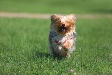 çimenlerin üzerinde oynayan köpek