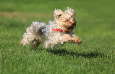 çimenlerin üzerinde oynayan köpek
