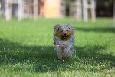 çimenlerin üzerinde oynayan köpek