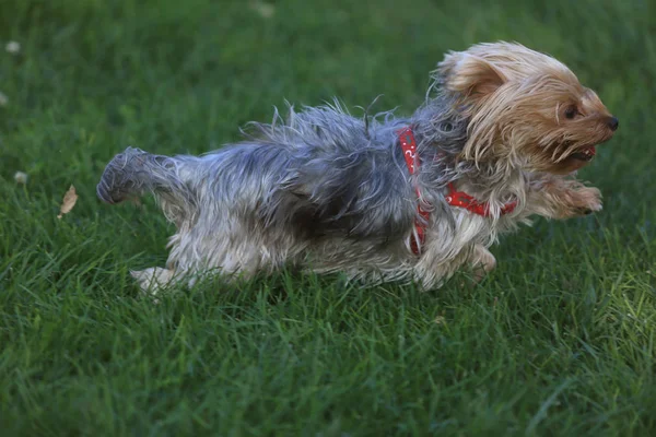 Perro jugando en la hierba — Foto de Stock