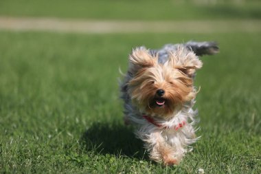 çimenlerin üzerinde oynayan köpek