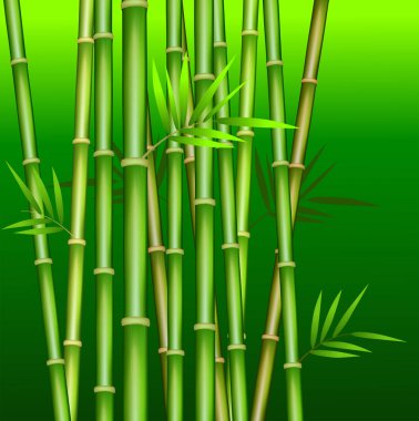 Vektör yeşil bambu sapları ve yaprakları