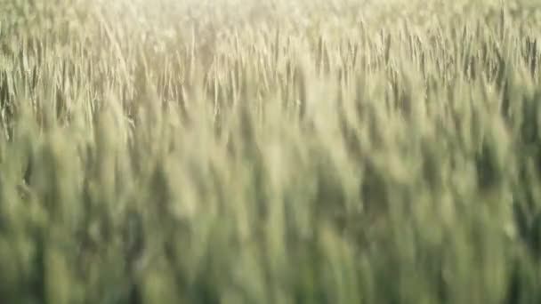 Kırsal kesimde dalgalanan buğday — Stok video