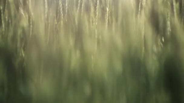 Nahaufnahme von wehendem Weizen — Stockvideo