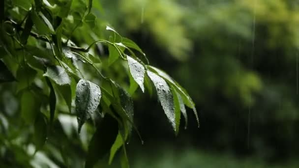 Chuva de verão na floresta — Vídeo de Stock