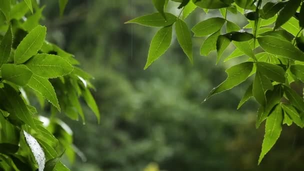 Lluvia de verano en el bosque — Vídeo de stock