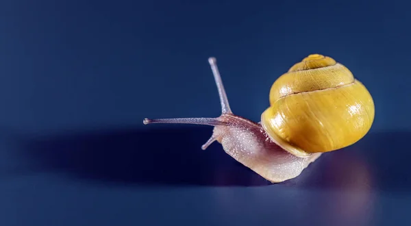 黄色蜗牛微距射击 — 图库照片