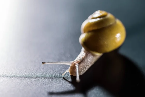 Den gula snigel makro skottet — Stockfoto