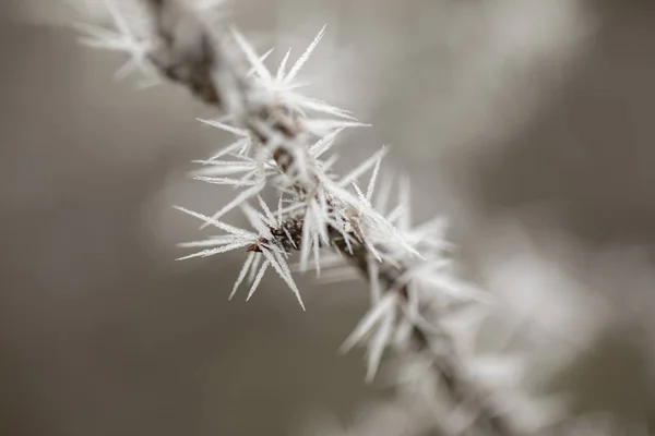 Macro Branch with Frost — Stock Photo, Image